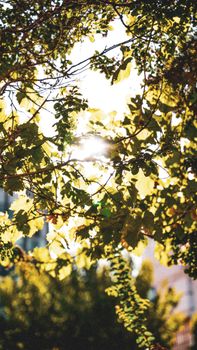 Bright sun casting light through vibrant green leaves, creating a serene and airy atmosphere.