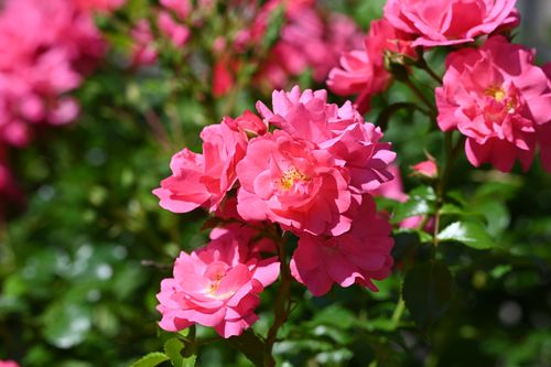 Free Close-up of bright pink roses in full bloom under sunlight. Stock Photo