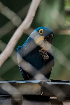 A vibrant blue Hyacinth Macaw sitting inside a cage at Santarém Zoo, Brazil.