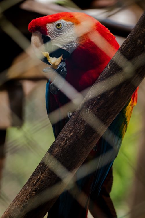Free Colorful scarlet macaw perched behind a fence in a Santarém zoo enclosure. Stock Photo