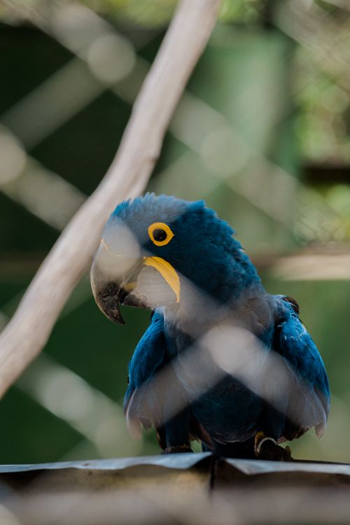Free A striking Hyacinth Macaw perches behind a fence in a Santarém zoo. Perfect for wildlife enthusiasts. Stock Photo
