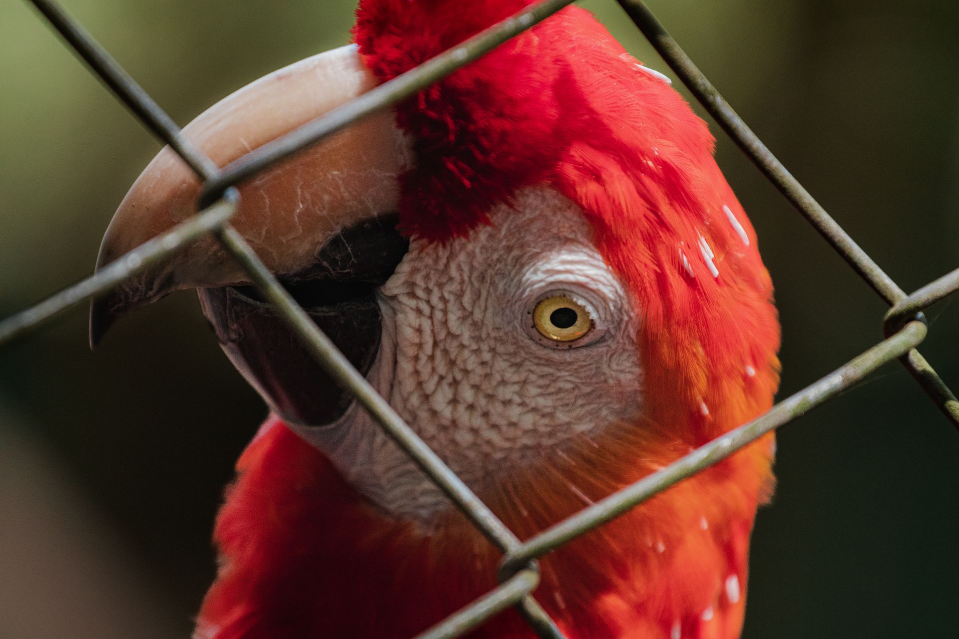 Close-up of a scarlet macaw's eye and beak through a cage in Santarém, Brazil.