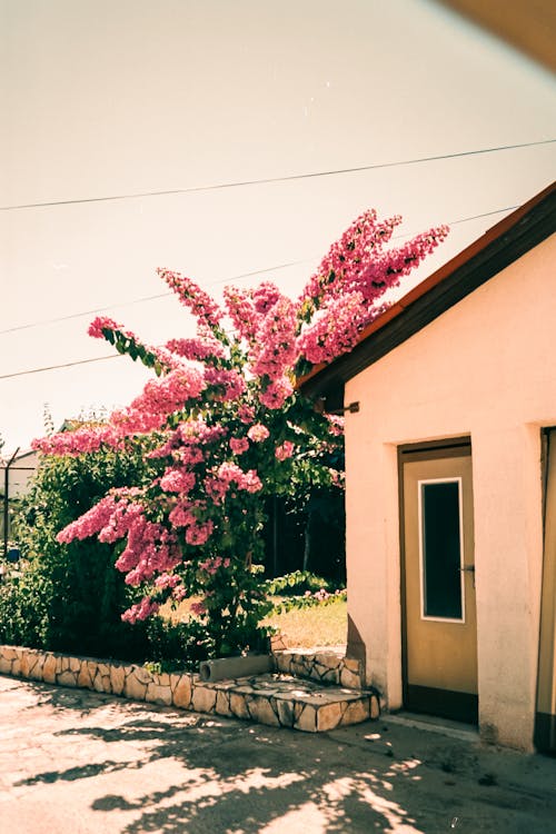 Kostnadsfri bild av blommor, by, byar