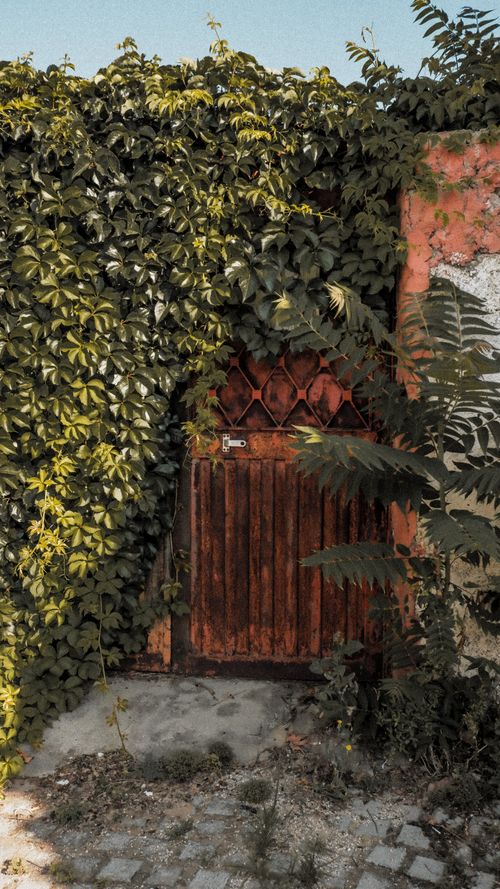 Free A rustic gate covered with ivy leaves, exuding an old-world charm in the summer light. Stock Photo