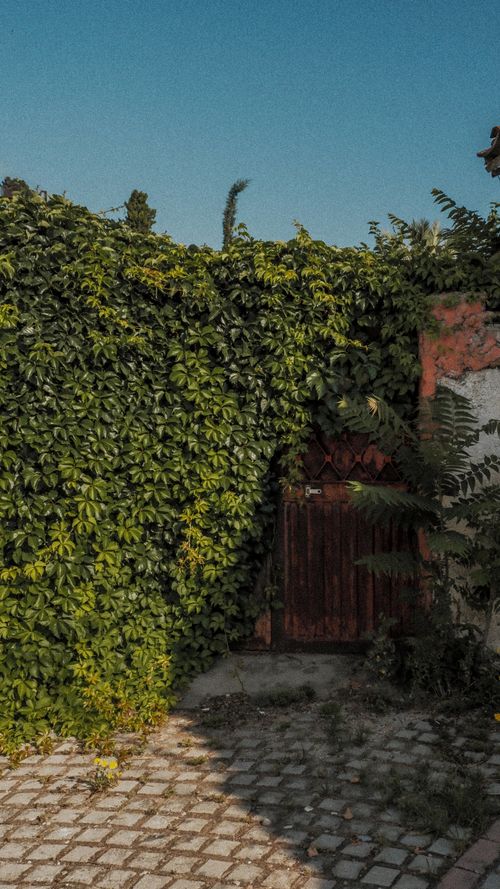 Free Rustic wooden door covered with lush green ivy on a sunny summer day, creating a charming natural facade. Stock Photo