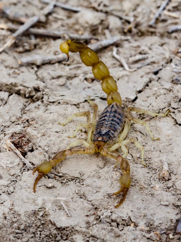 Scorpion Control services