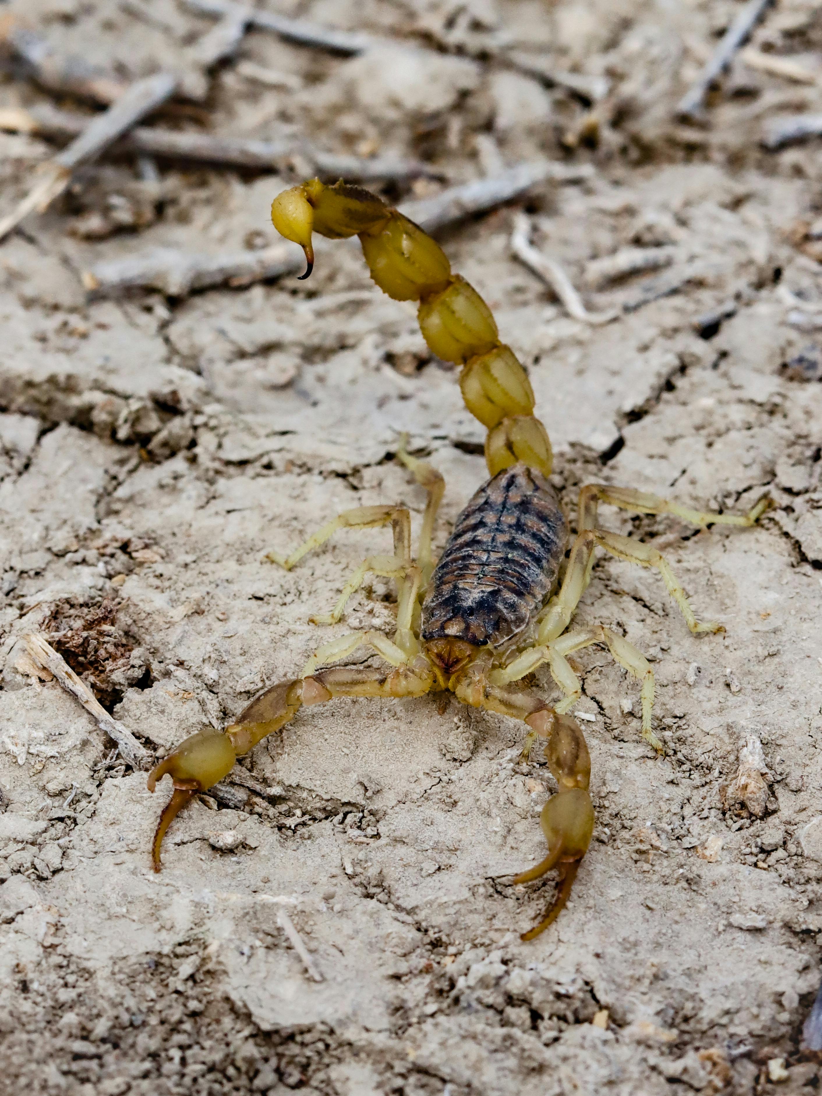 free photo of close up of a scorpion on a dry surface