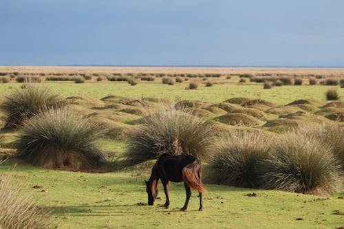 動物, 夏天, 棕色的马 的 免费素材图片