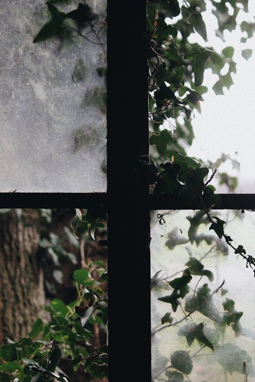 Close-up of Branches of Ivy behind an Old Window 