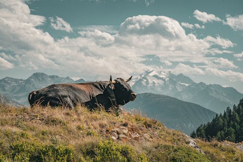 Alpler, büyükbaş hayvanlar, çiftlik hayvanları içeren Ücretsiz stok fotoğraf
