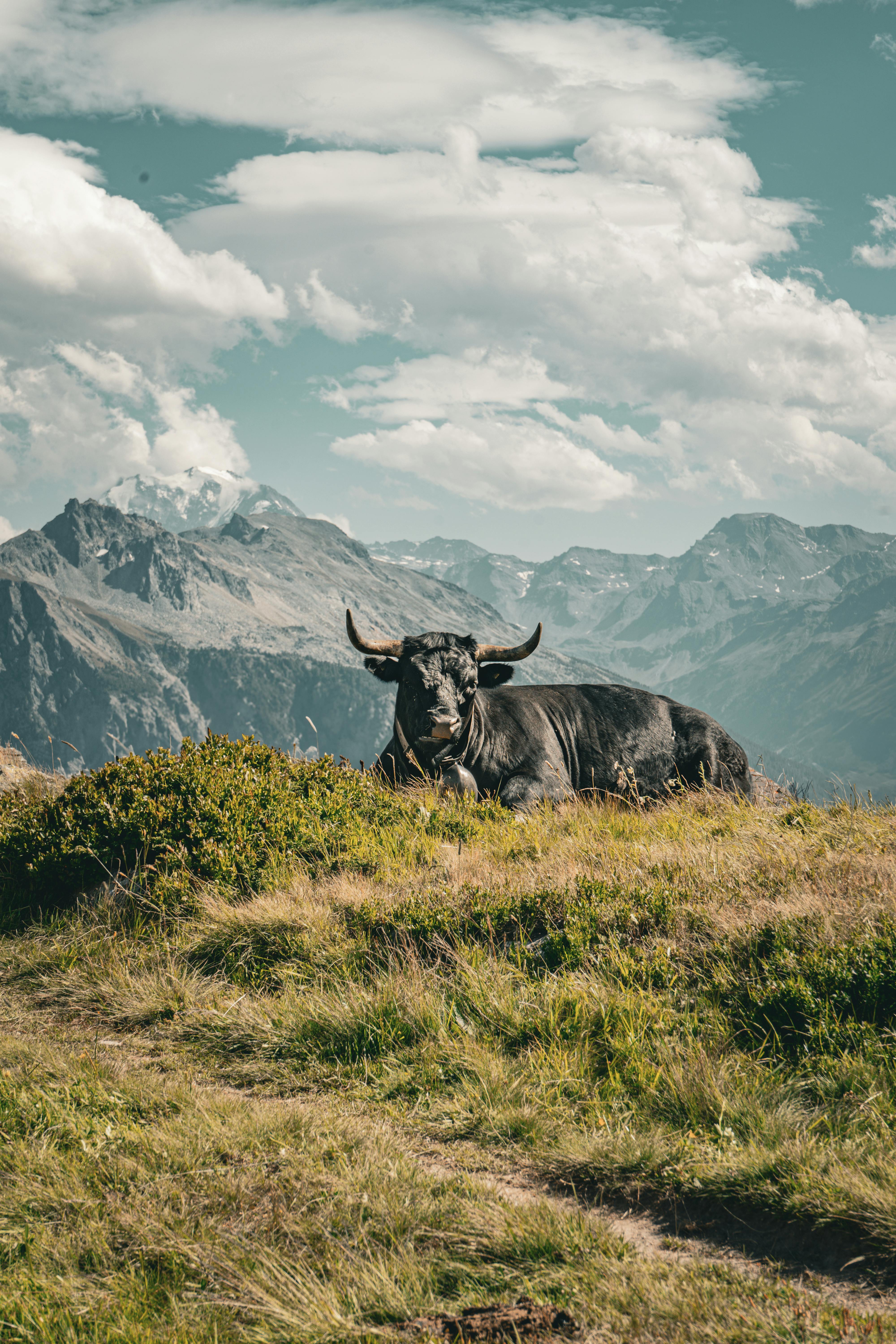 Eşyalı vs. Boş Daireler: Bakırköy Kiralık Seçeneklerinin Avantajları ve Dezavantajları Nelerdir?