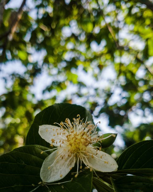 Imagine de stoc gratuită din arbore, bokeh, defocalizat