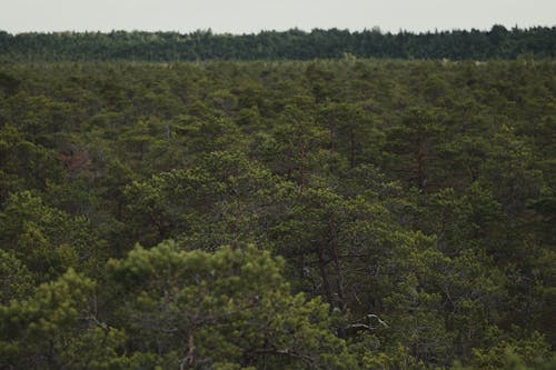 Foto stok gratis gugur, hutan, lansekap