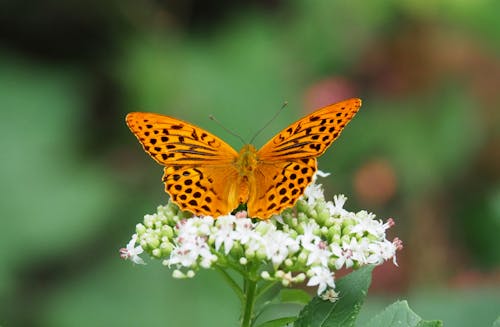 Butterfly on Flowers