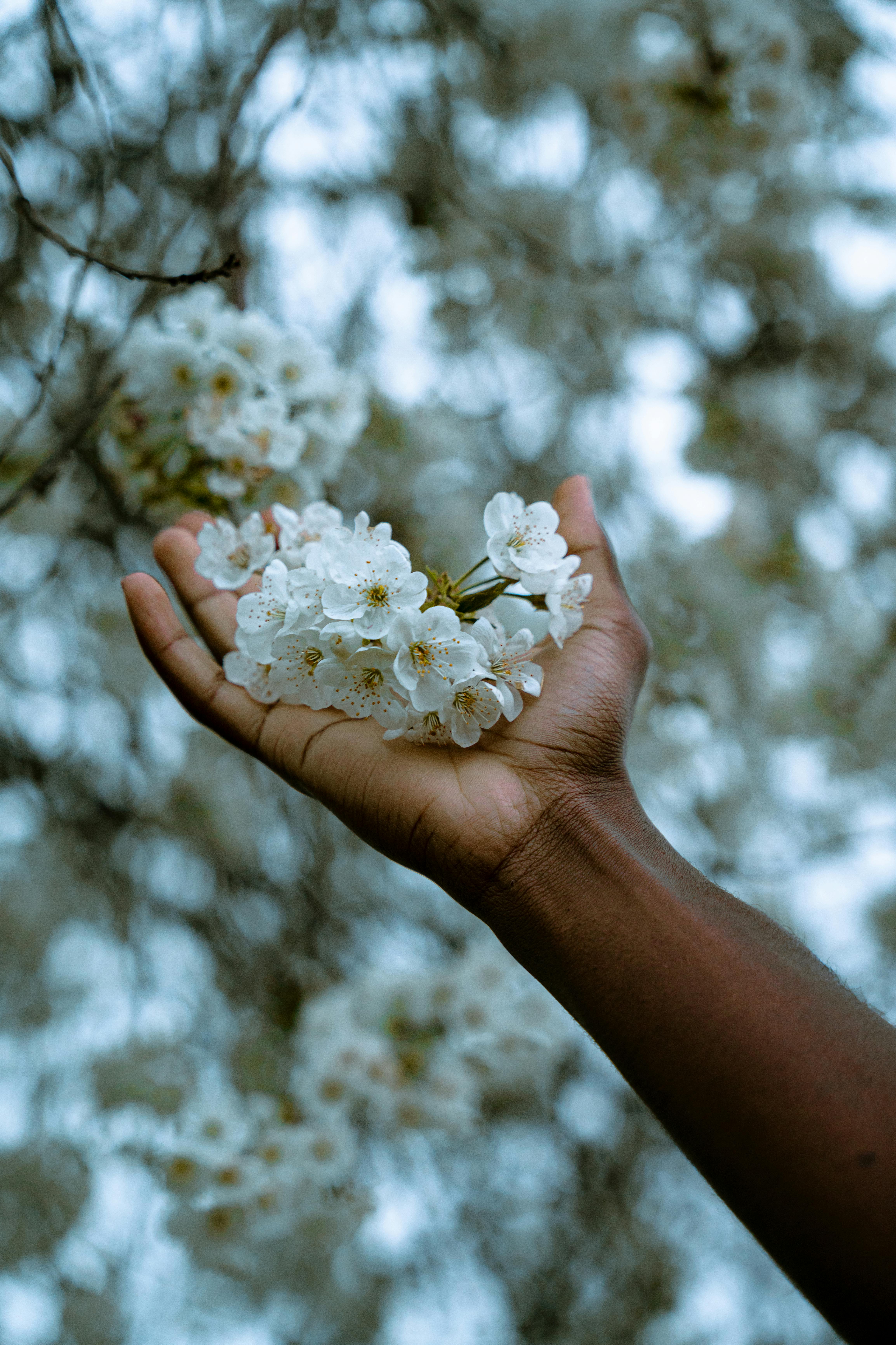 A hand gently holding cherry blossoms against a blurred floral background, symbolizing nature and serenity.