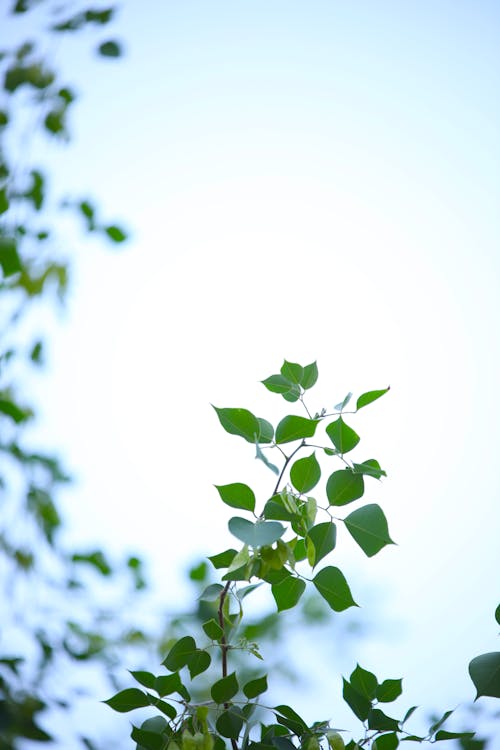 Close-up of a Branch with Fresh Green Leaves 