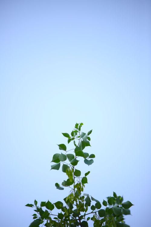 Free A minimalist capture of green leaves reaching into a clear blue sky, showcasing natural beauty and simplicity. Stock Photo