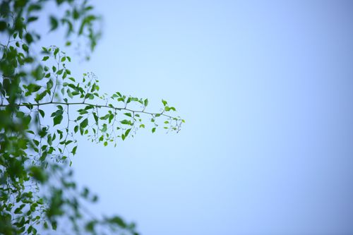 Free A green branch with fresh leaves set against a clear blue sky, evoking tranquility. Stock Photo