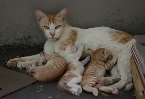 Cat with babies