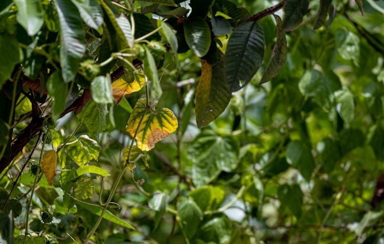 Dried Yellow Leaf On Tree