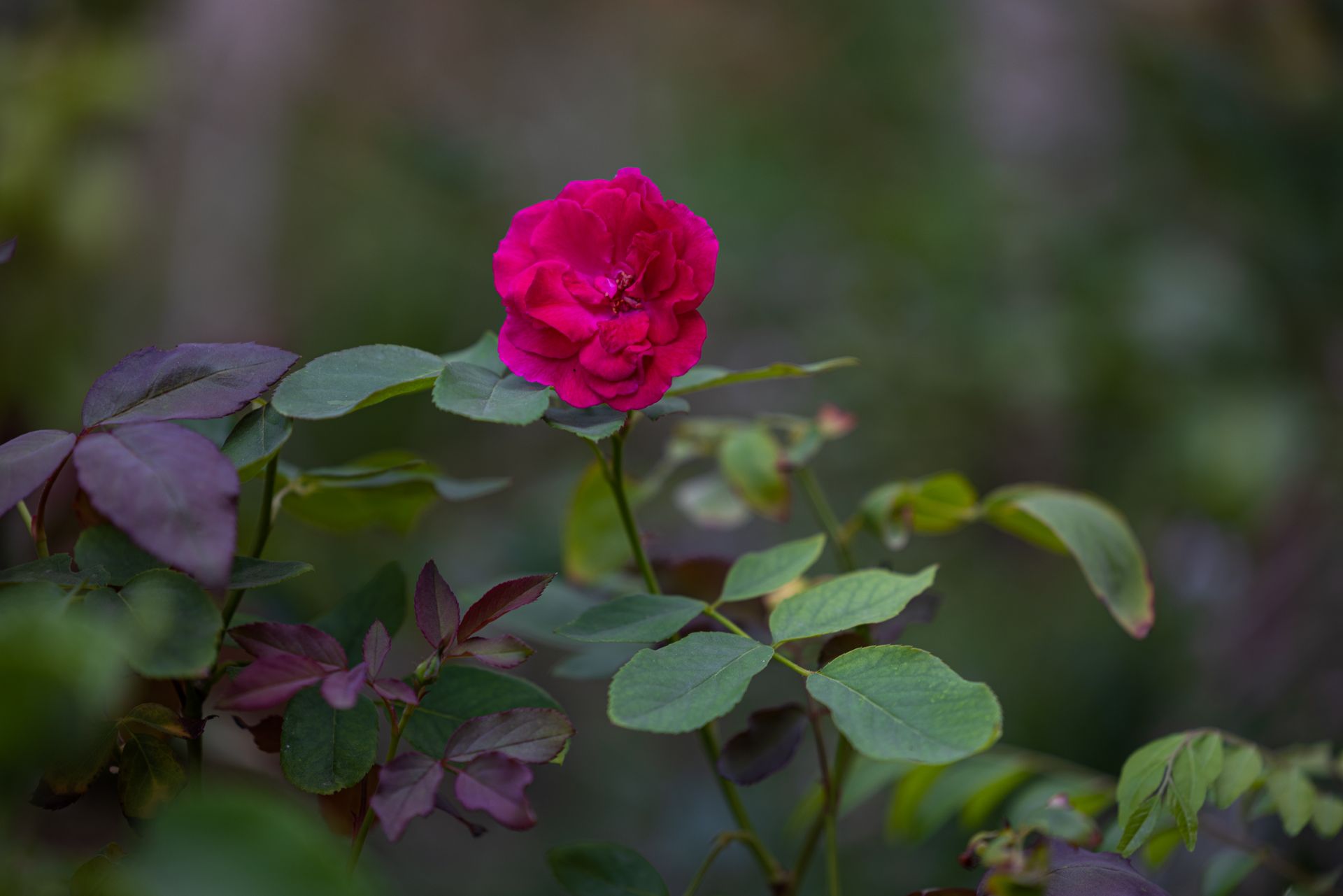 A blossoming pink rose surrounded by green leaves in a garden setting.