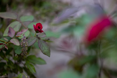 Flower on Rose Shrub