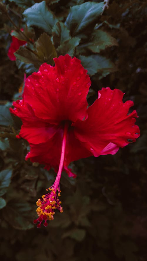 Imagine de stoc gratuită din botanic, culoare rosie, detalii