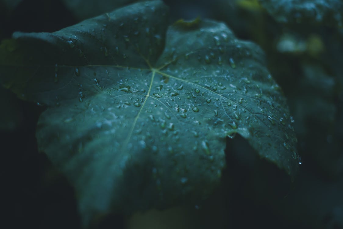 Close-up of Raindrops on a Dark Green Leaf 