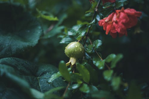 Ảnh lưu trữ miễn phí về cây bụi, hoa hồng, lá