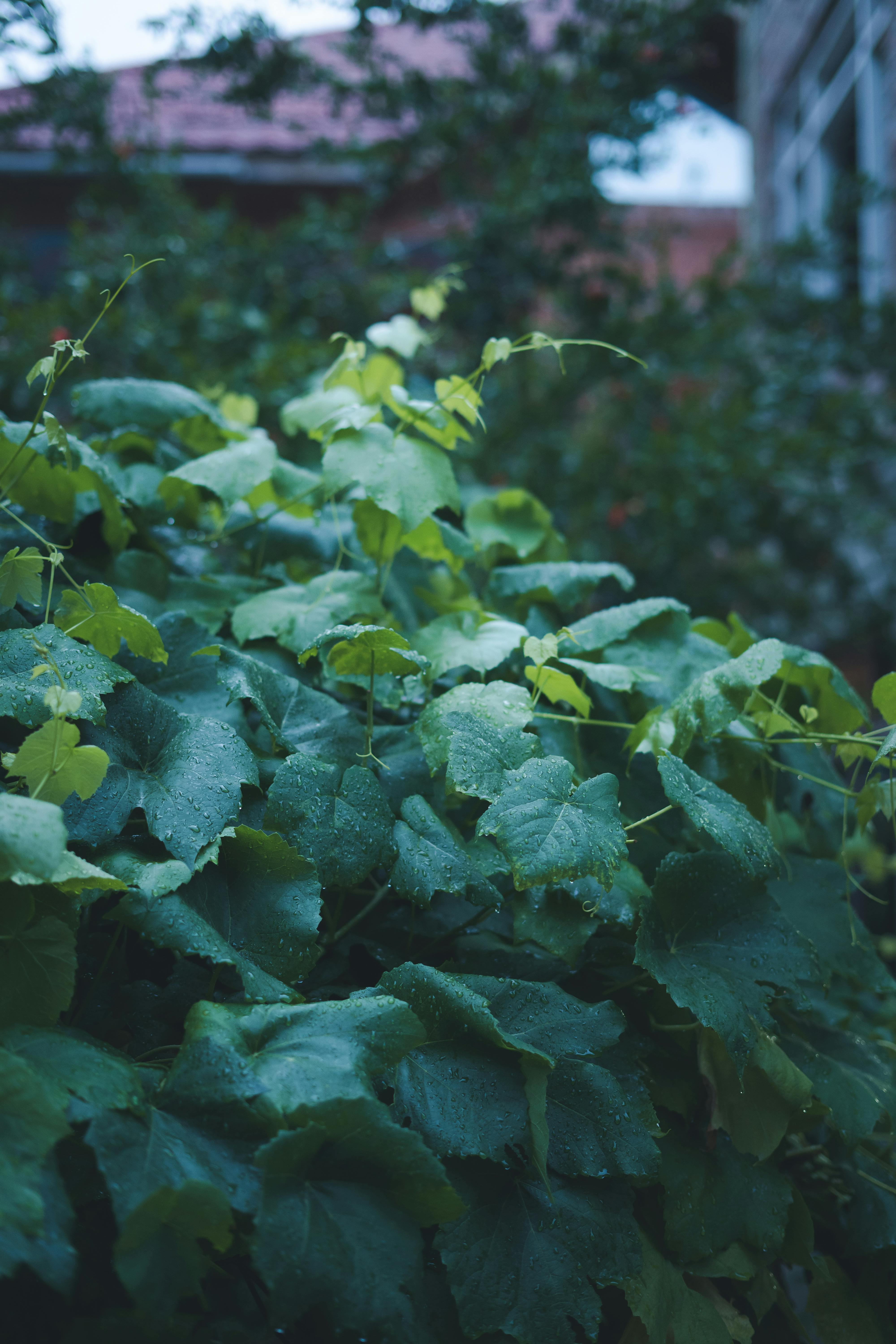 Lush green wild grapevine leaves covered with raindrops in Srinagar outdoors.