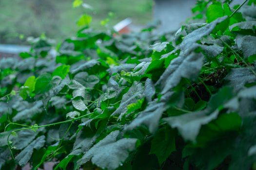 grapes leaves