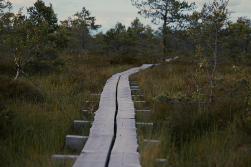 Free Tranquil wooden boardwalk stretching through lush wetland landscape. Stock Photo