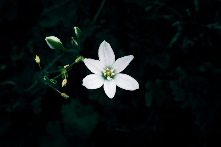 Blooming Grass Lily