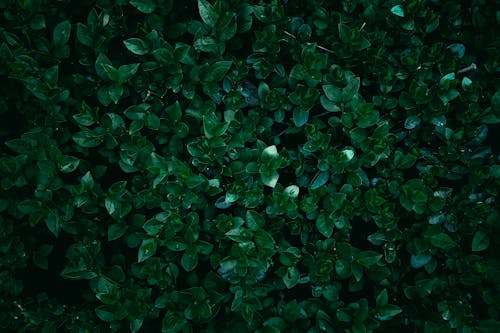 Foto stok gratis daun-daun hijau, kertas dinding, kilang