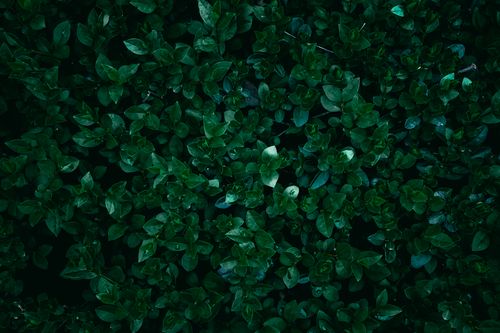 Free A vibrant display of lush dark green leaves creating a thick foliage texture. Ideal for natural backgrounds. Stock Photo