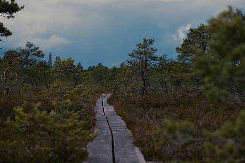 Free A peaceful boardwalk stretches through a lush, green forest with overcast skies in the background. Stock Photo