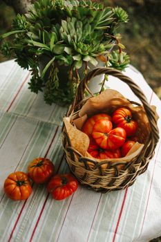Ripe heirloom tomatoes in a woven basket on a table with a plant.