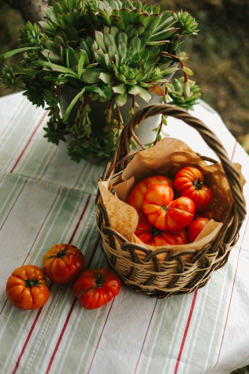 Free Ripe heirloom tomatoes in a woven basket on a table with a plant. Stock Photo