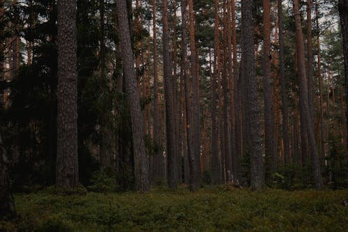 Základová fotografie zdarma na téma hustý, les, lesnatý kraj