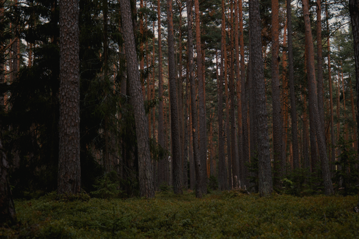 Tranquil view of a dense evergreen forest with tall trees and lush undergrowth.
