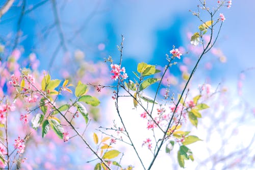 Kostnadsfri bild av blommor, flora, gren