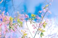 在明亮的蓝天下，充满活力的樱花预示着春天的到来