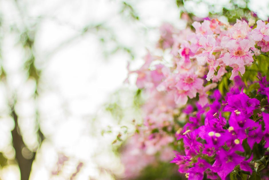 Purple and Pink Flowers in Selective Focus Photography