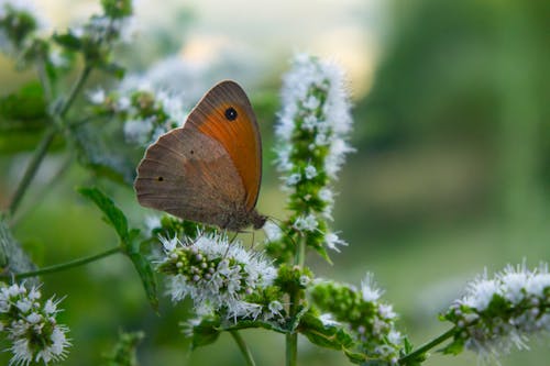 Close-up of a Butterfly on a Flower