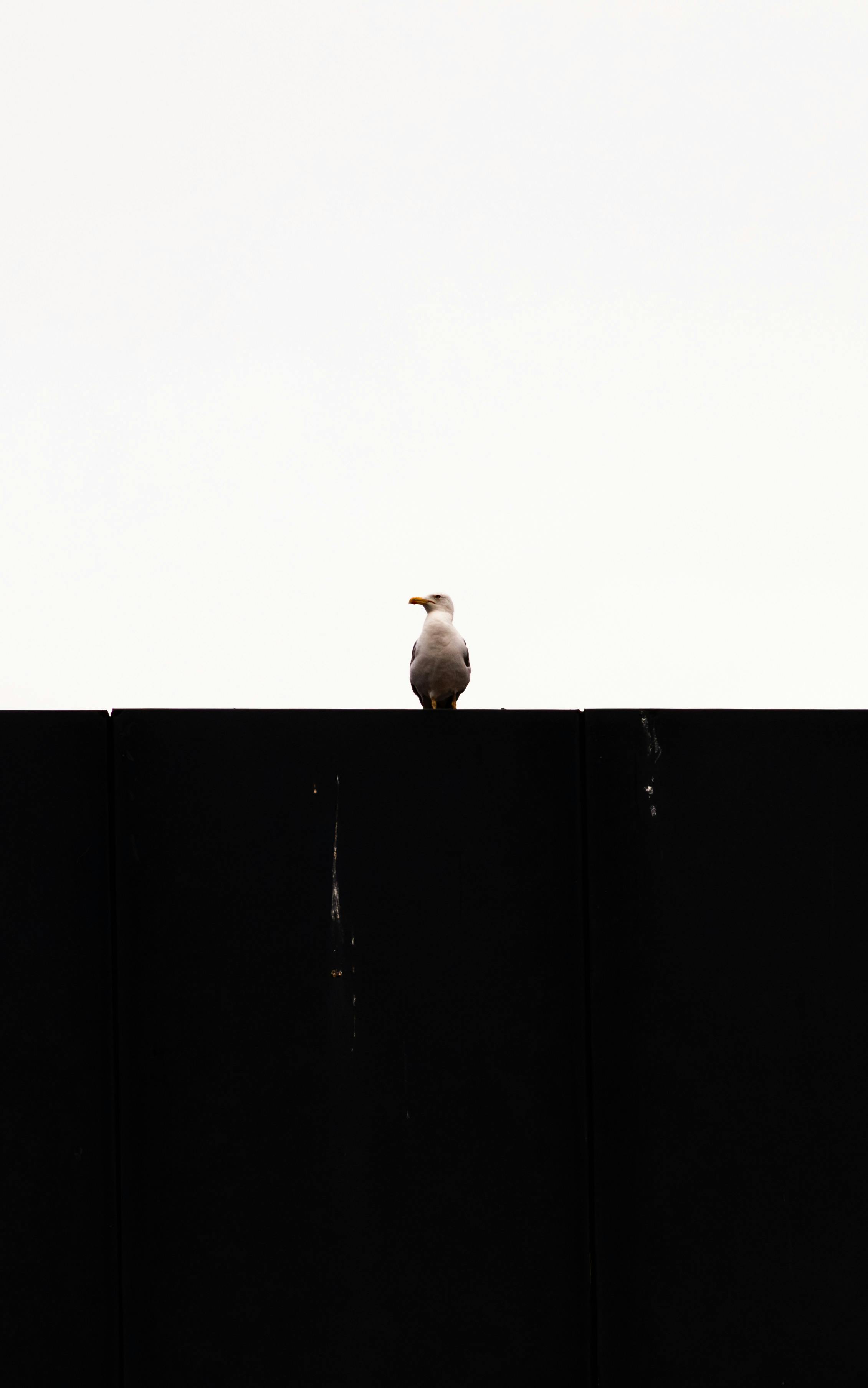 Free A lone seagull rests atop a city wall under a bright sky in Istanbul, Türkiye. Stock Photo
