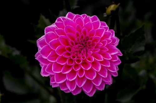 Free Close-up of a vibrant pink dahlia flower with lush petals against a dark background, showcasing nature's beauty. Stock Photo