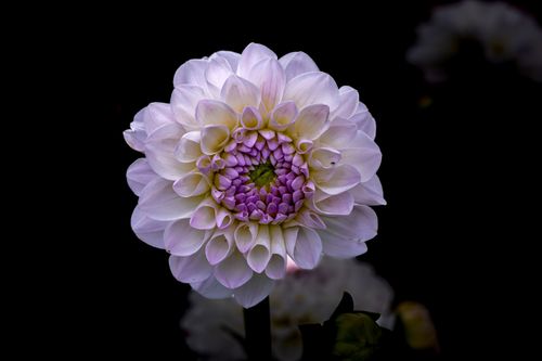 Free A stunning white dahlia flower captured in detail against a dark background. Stock Photo