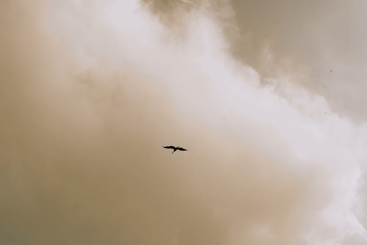 Bird In Flight Against The Cloudy Sky