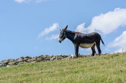 Imagine de stoc gratuită din animal de lucru, deal, fotografie de animale