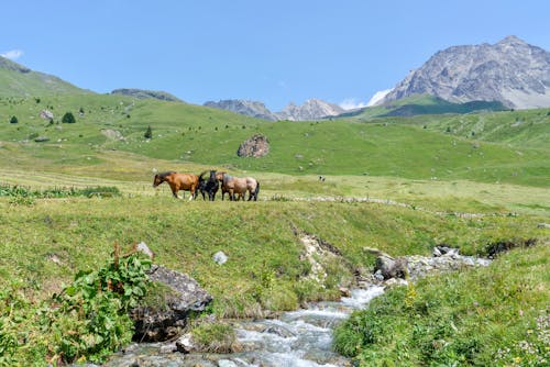 Horses in the Pasture in the Valley